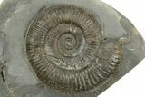 Jurassic Ammonite (Dactylioceras) Fossil - England #362501-1